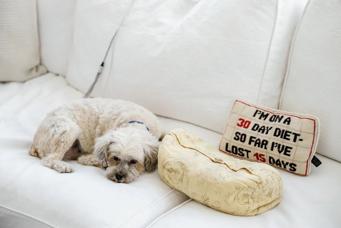 Dog sleeping on sofa